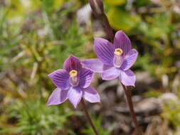 Image of Hybrid sun orchid