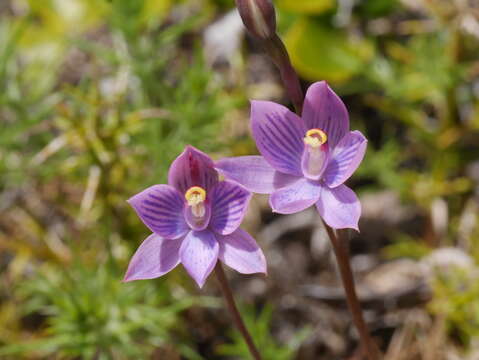 Image of Hybrid sun orchid