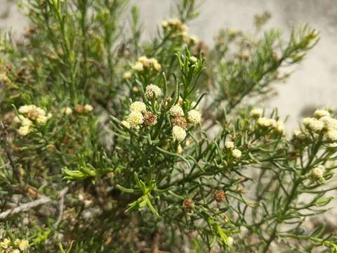 Image of Baccharis bolivensis (Wedd.) Cabrera