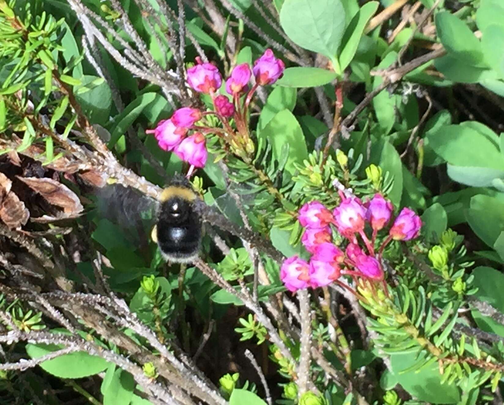 صورة Bombus occidentalis Greene 1858