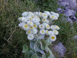 Слика од Helichrysum grandiflorum (L.) D. Don