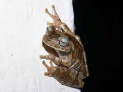 Image of Chirique-Flusse Treefrog