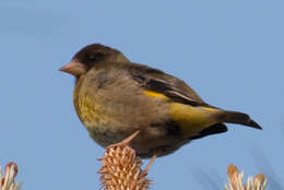 Image of Black-headed Greenfinch