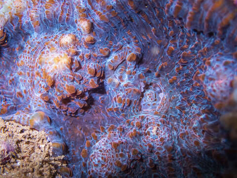 Image of Flat Lettuce Coral