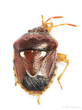 Image of <i>Stagonomus bipunctatus</i>