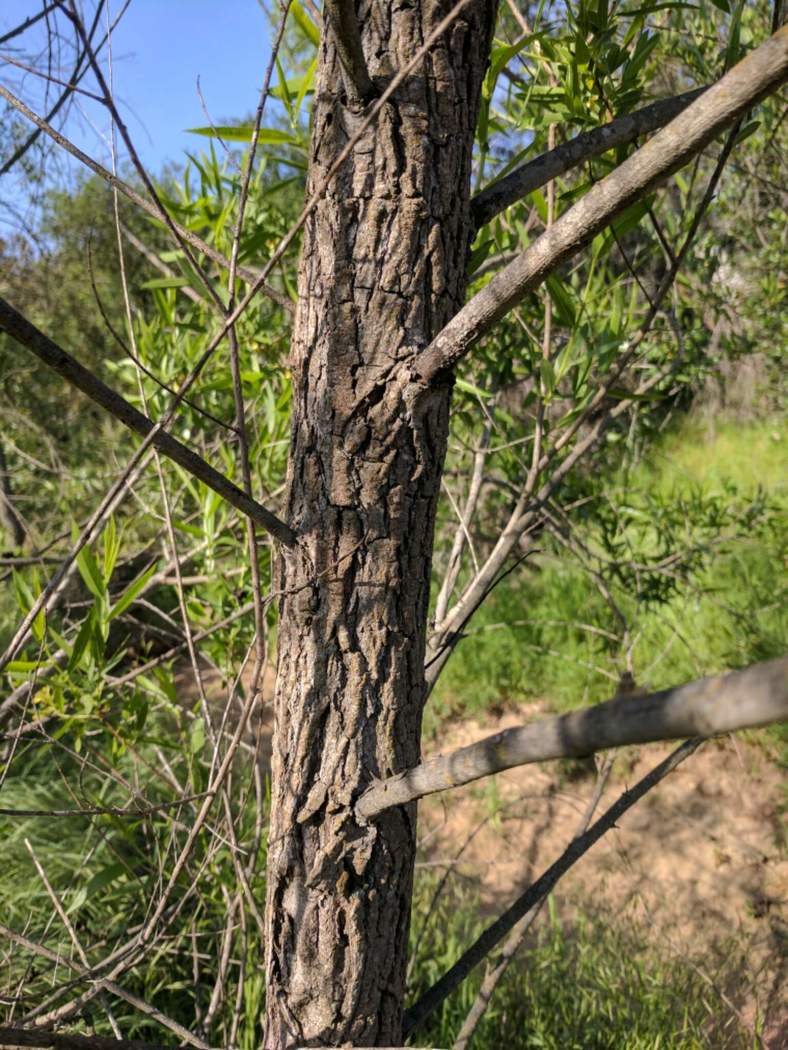 Image of Goodding's willow