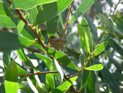 Imagem de Hypochrysops delicia Hewitson 1875