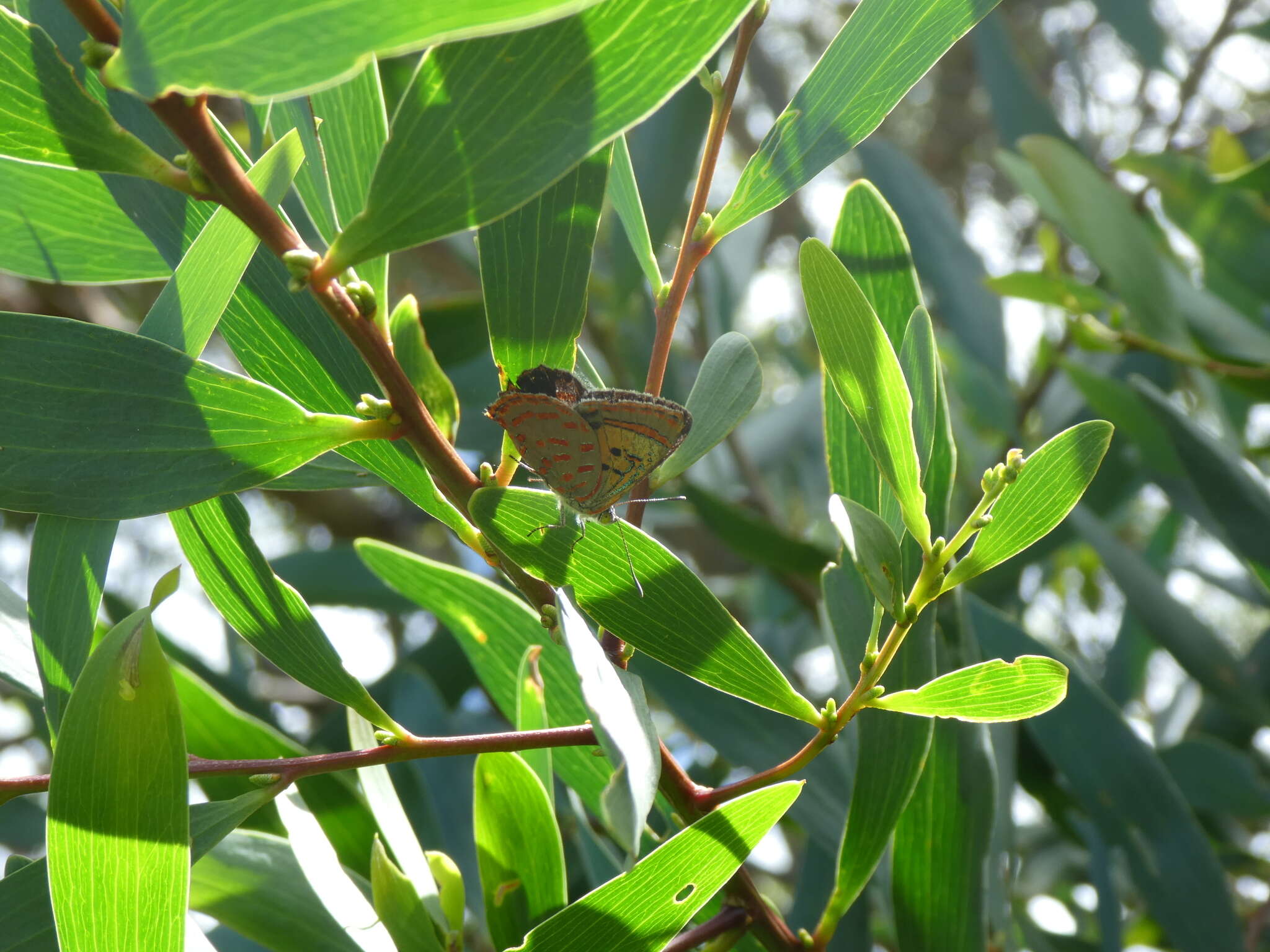 Imagem de Hypochrysops delicia Hewitson 1875