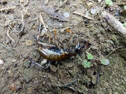 Image of Auckland tree weta