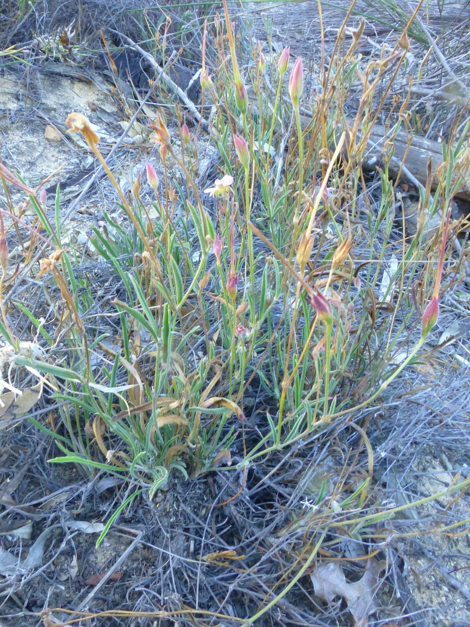 Image of Pelargonium coronopifolium Jacq.