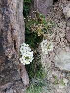 Image of Draba gilliesii Hook. & Arn.