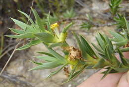 Слика од Cliffortia ilicifolia var. cordifolia (Lam.) Harv.