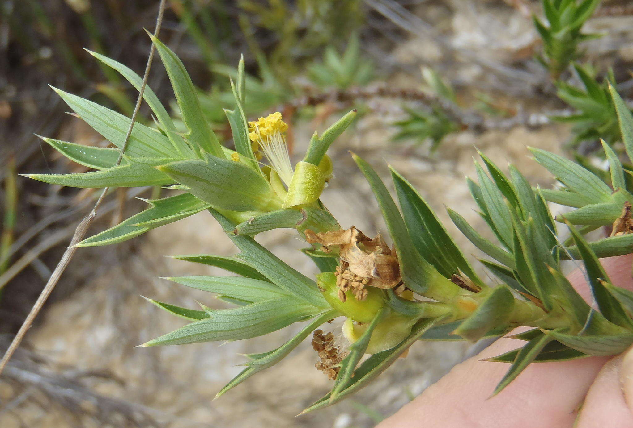 Image of Cliffortia ilicifolia var. cordifolia (Lam.) Harv.