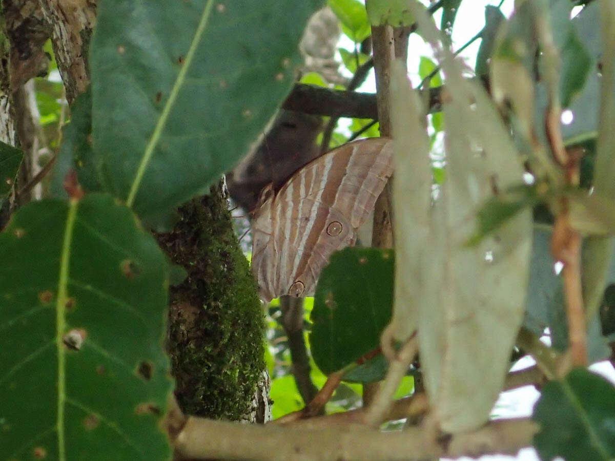 Imagem de Amathusia phidippus adustata Fruhstorfer 1904