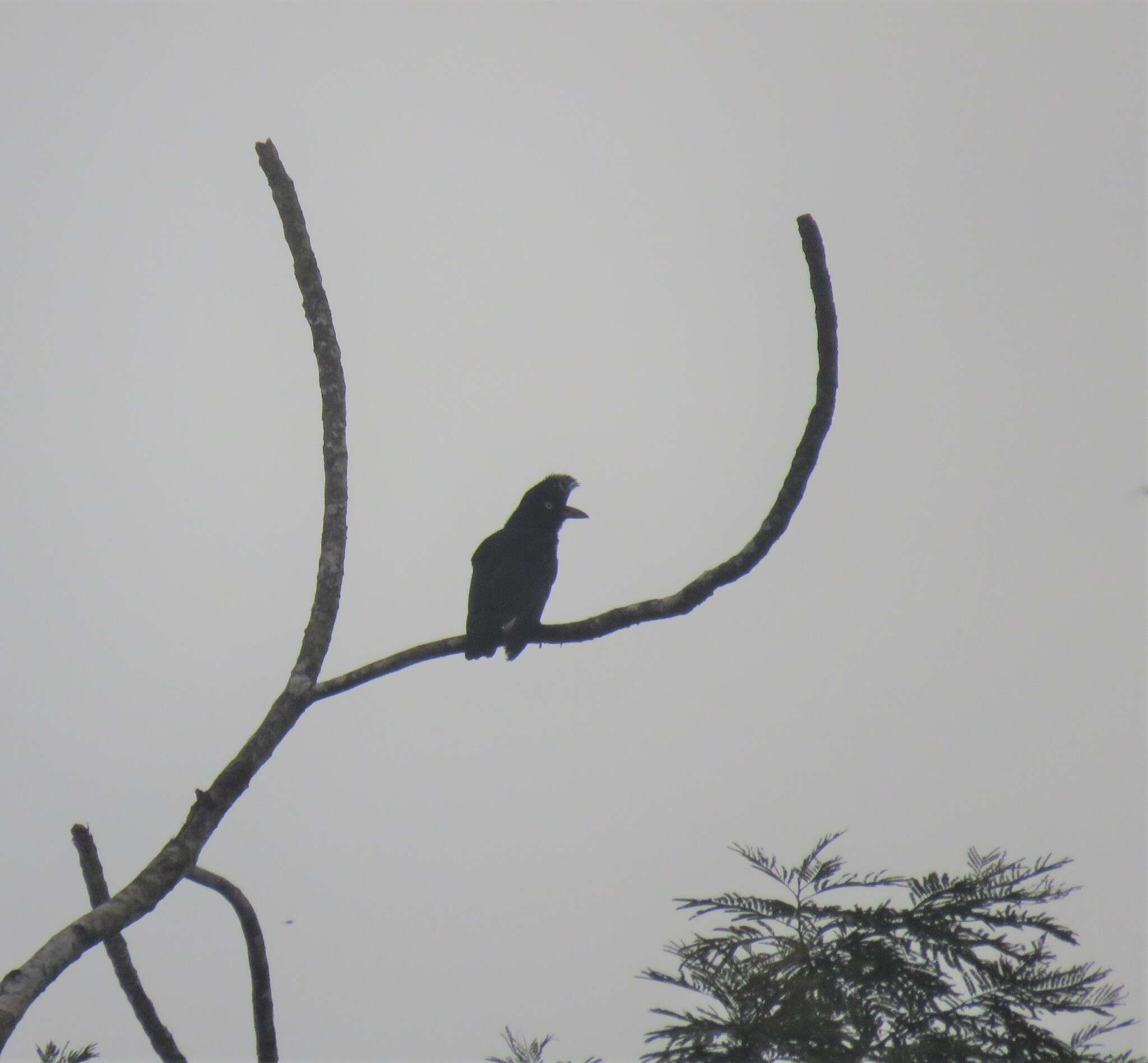 Image of umbrellabird