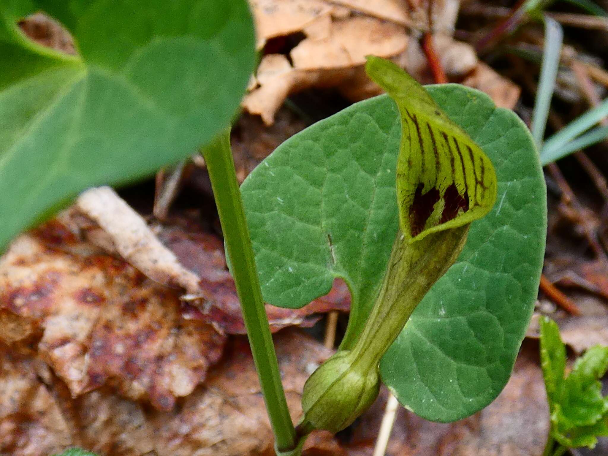 Image de Aristolochia pallida Willd.