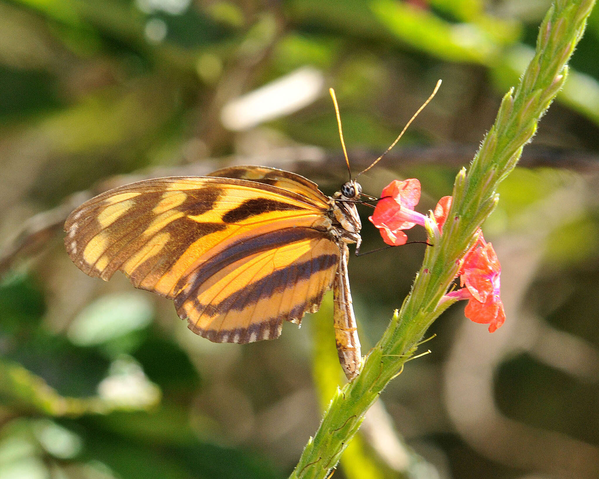 Image of Heliconius ismenius Latreille 1817