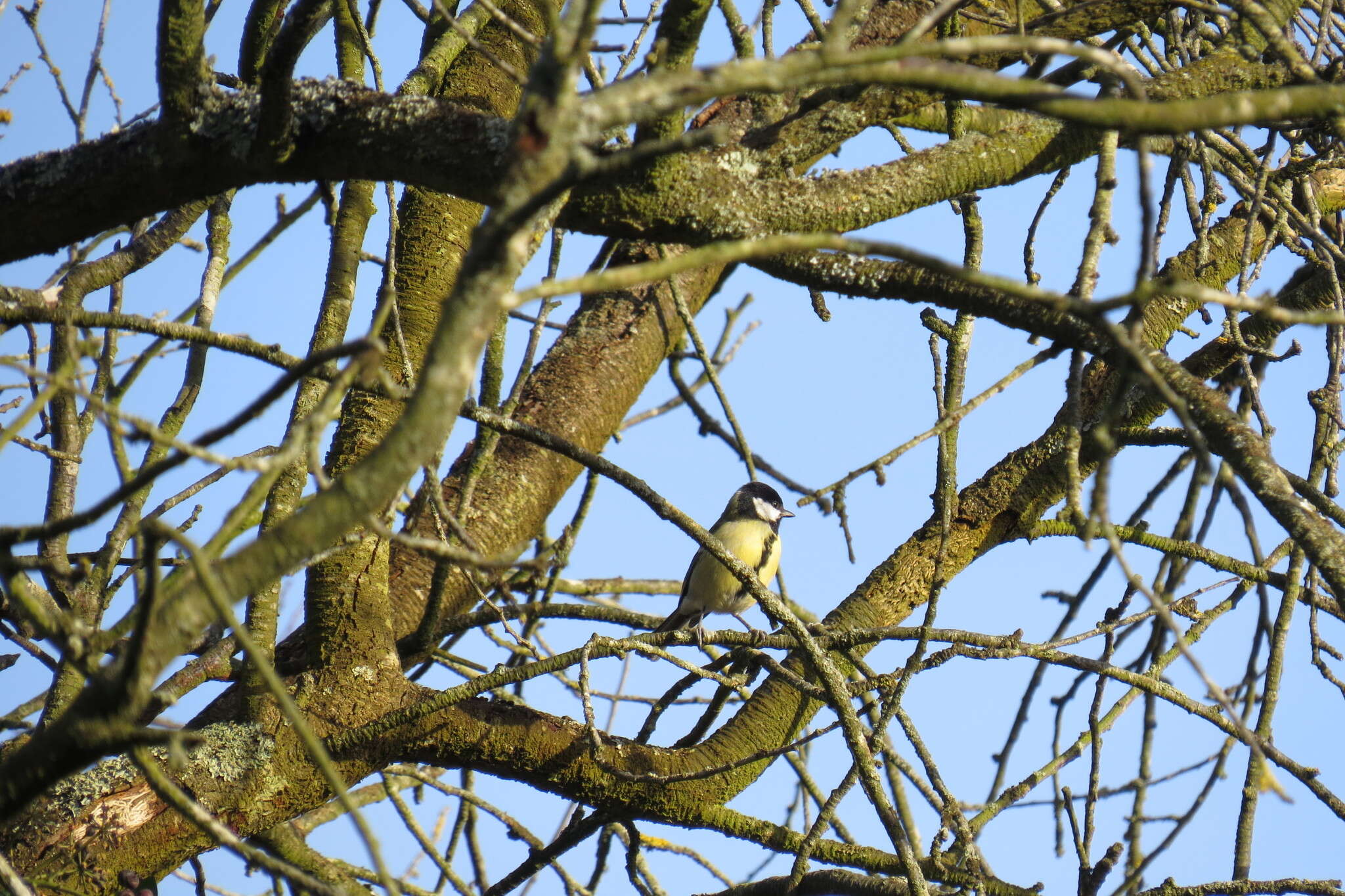 Image of Parus major newtoni Pražák 1894