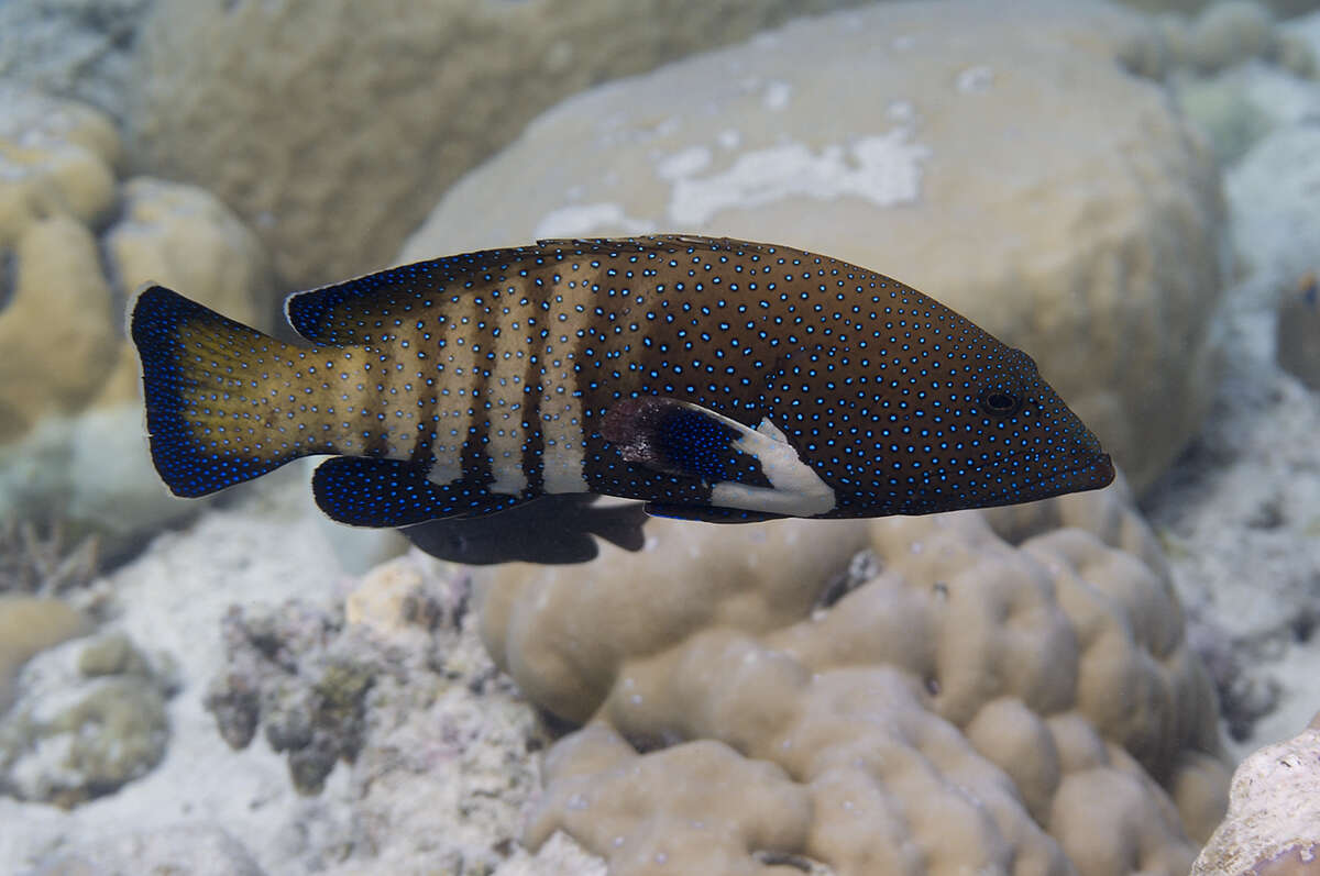 Image of Argus Grouper