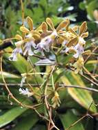 Image of Epidendrum exasperatum Rchb. fil.