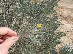 <i>Senna phyllodinea</i> resmi