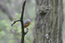 Imagem de Turdus hortulorum Sclater & PL 1863