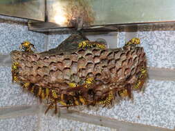 Image of Polistes rothneyi Cameron 1900