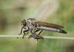 Image of Dysmachus fuscipennis (Meigen 1820)