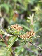 Image de Spiraea alpina Pall.