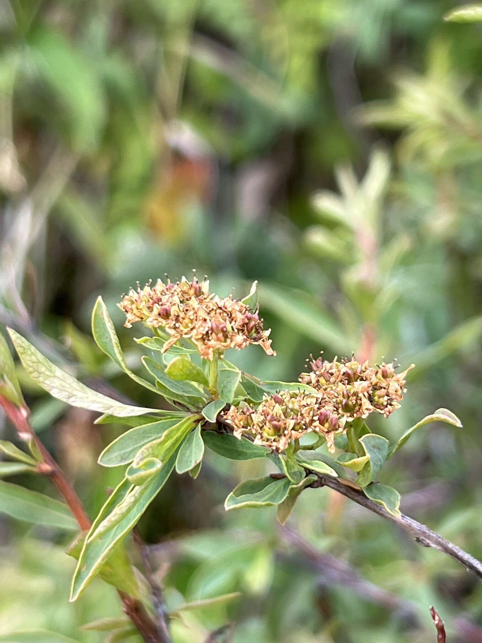 Image of Spiraea alpina Pall.