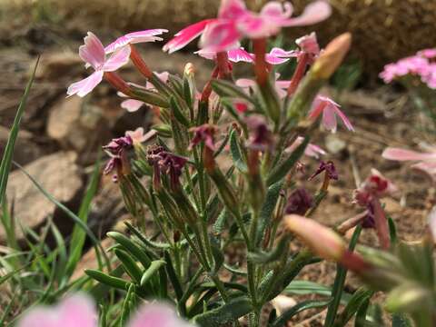 Imagem de Phlox amabilis Brand