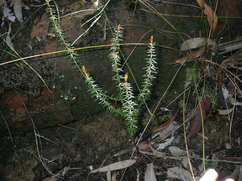 Image of Micrantheum ericoides Desf.