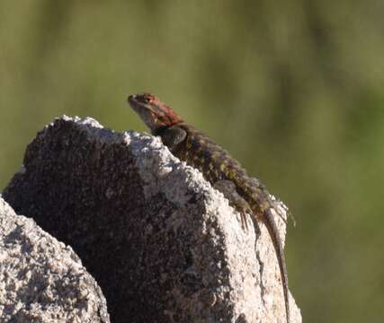 Image of Sceloporus uniformis Phelan & Brattstrom 1955