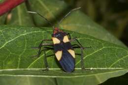 Image of Oncopeltus (Oncopeltus) varicolor (Fabricius & J. C. 1794)