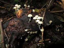 Image of Roridomyces austrororidus (Singer) Rexer 1994
