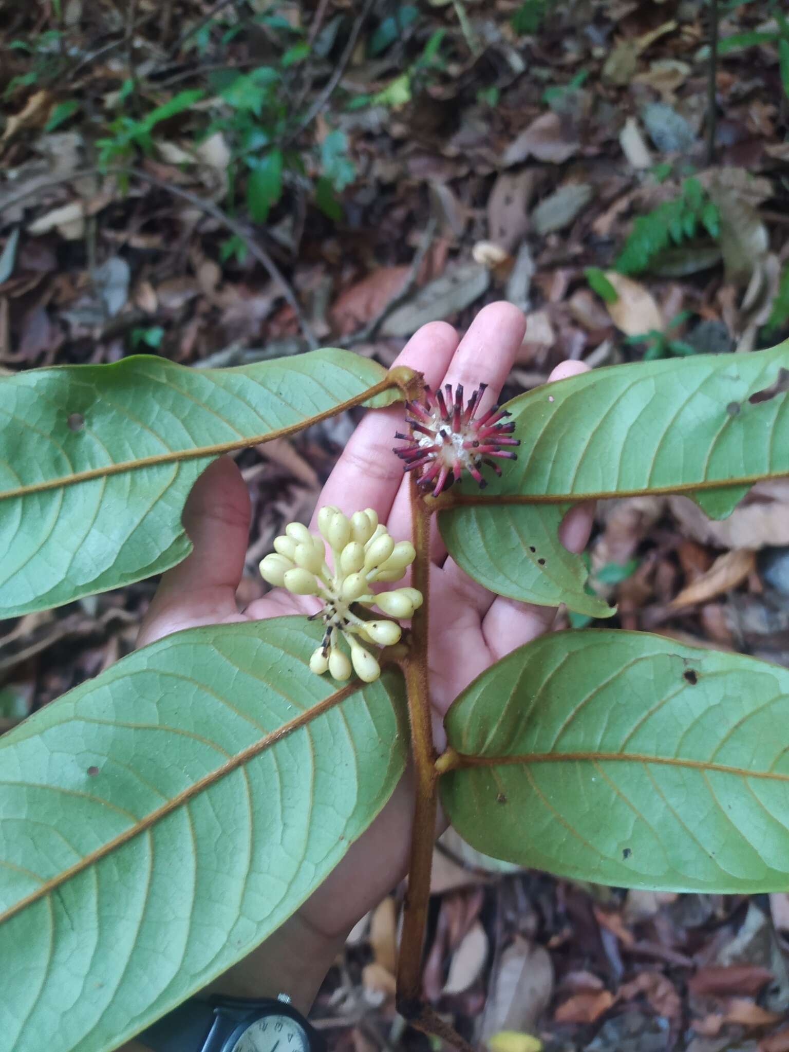 Guatteria pudica N. Zamora & Maas的圖片