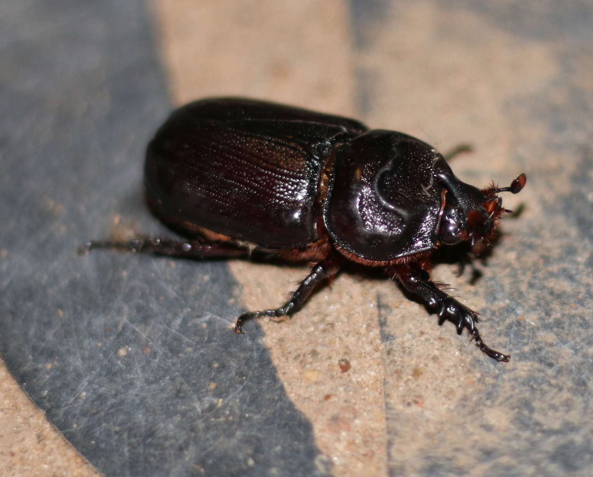 Image of Asian rhinoceros beetle