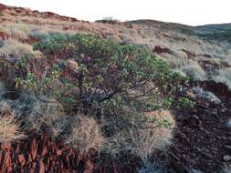 Image of Eremophila fraseri F. Muell.