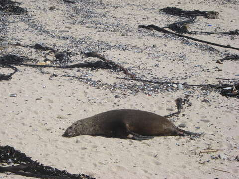 Image of Cape fur seal