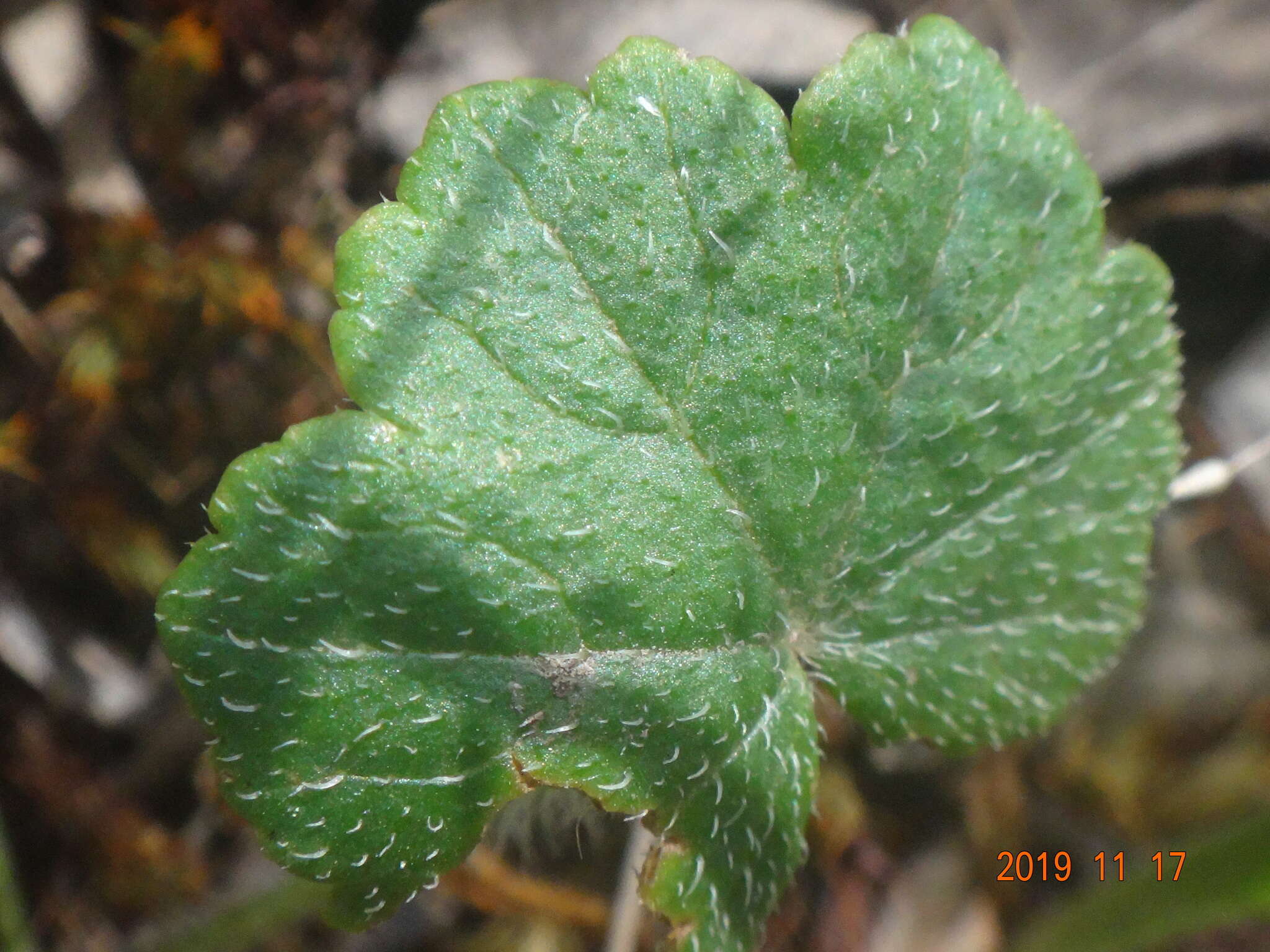 Image of Hydrocotyle laxiflora DC.