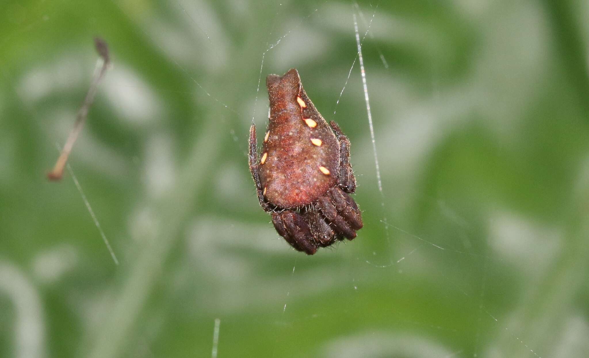 Imagem de Cyrtophora exanthematica (Doleschall 1859)