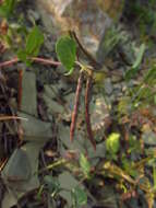 Image of yellow crownvetch