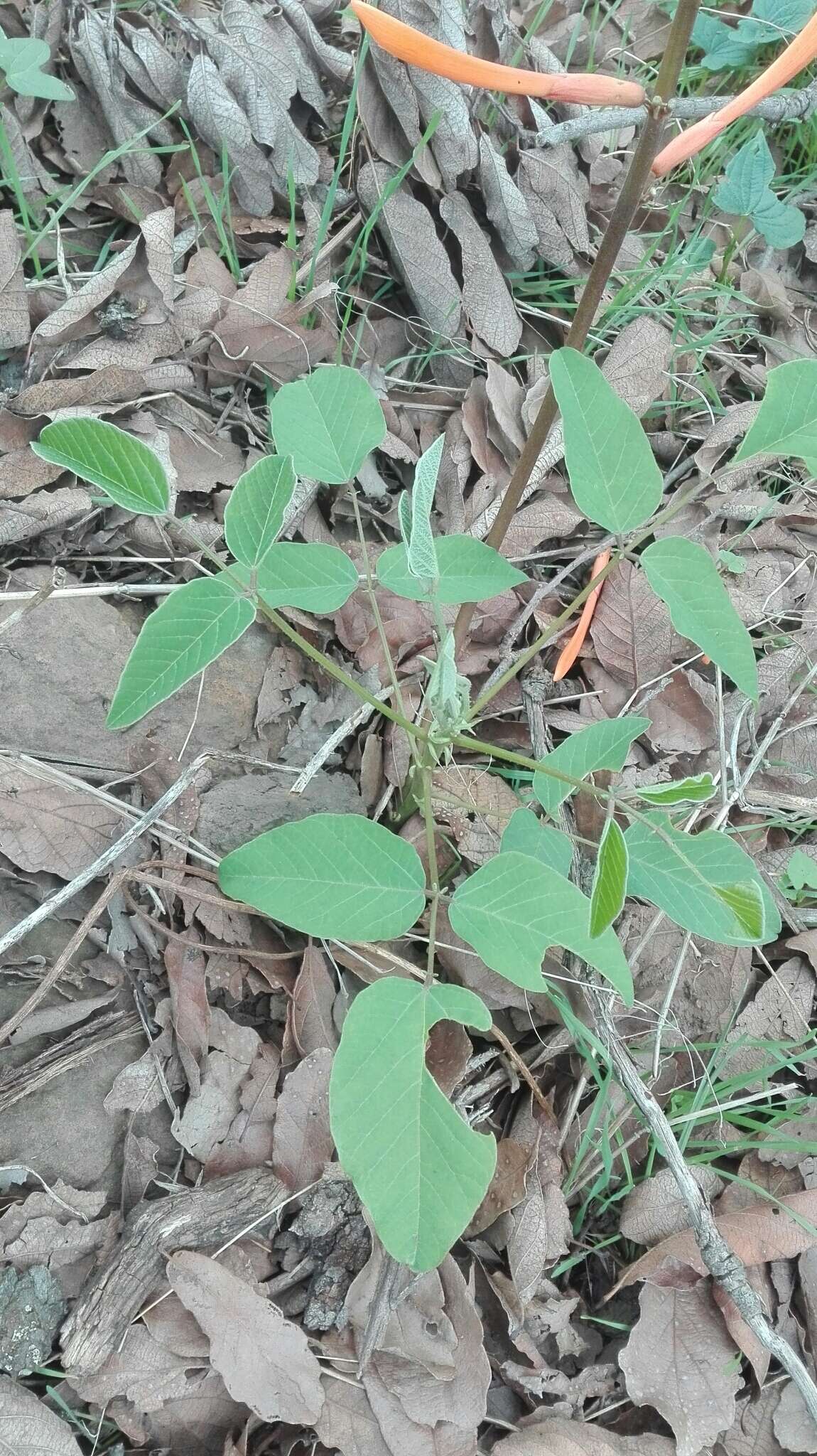 Plancia ëd Erythrina leptorhiza DC.