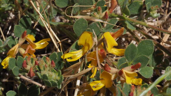 Image de Acmispon decumbens