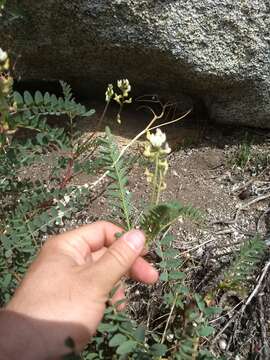 Astragalus douglasii var. parishii (A. Gray) M. E. Jones resmi