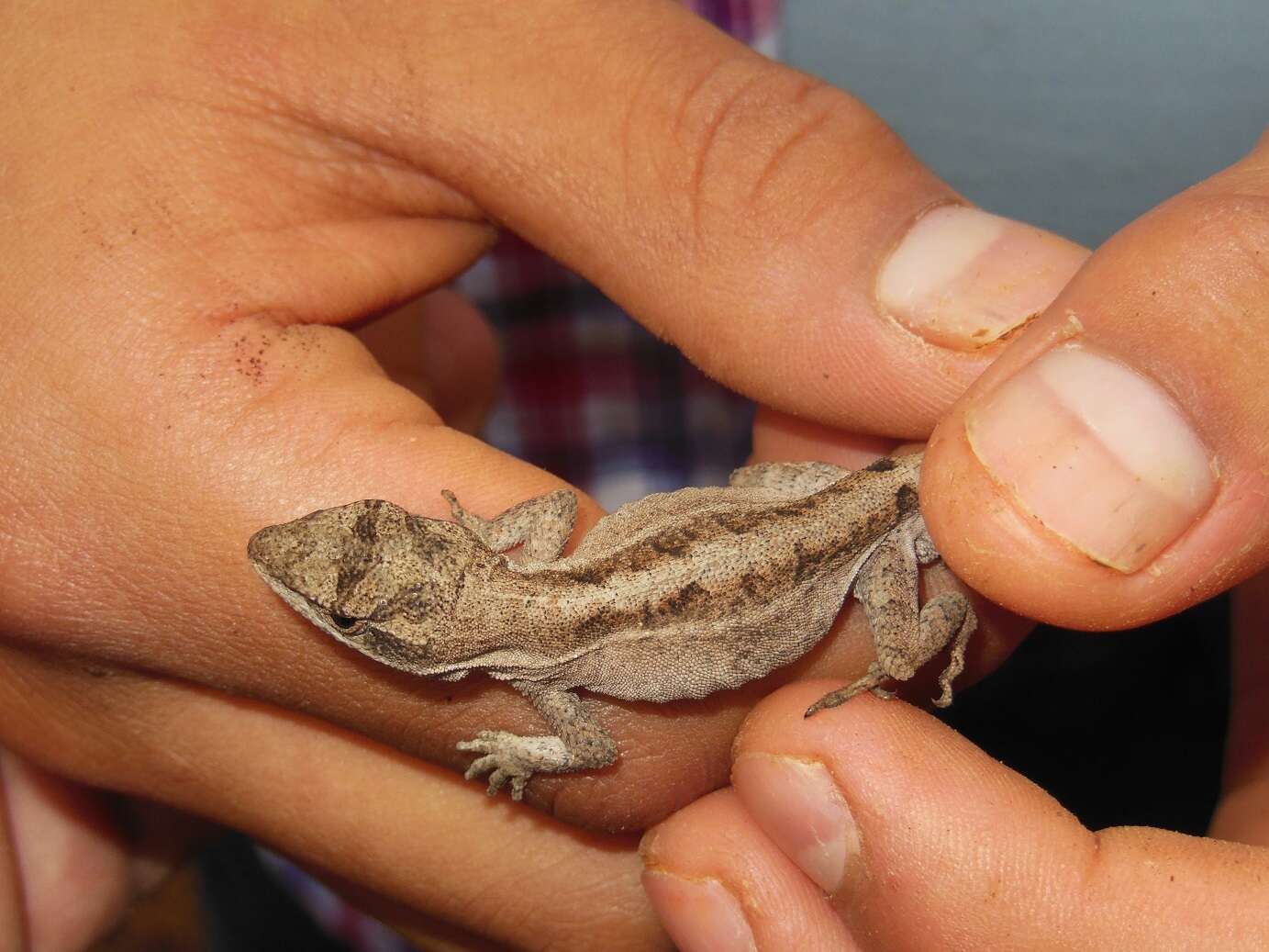 Image of Chiapas Ornate Anole