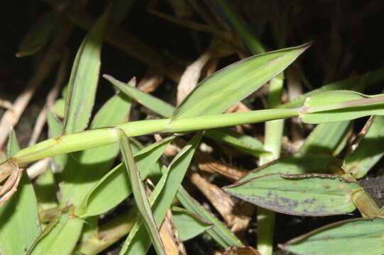 Plancia ëd Digitaria fuscescens (J. Presl) Henrard