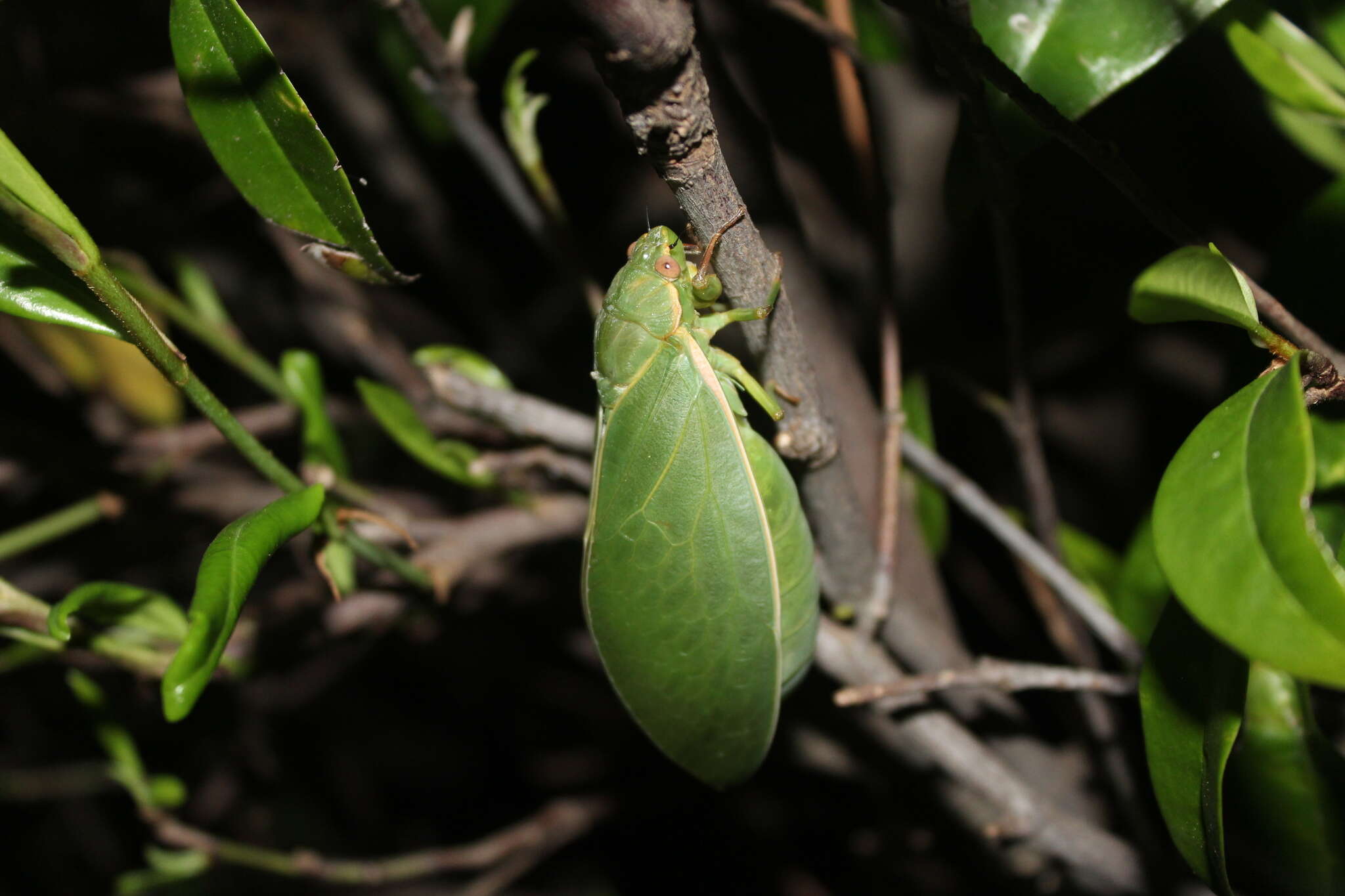 Image de Cystosoma