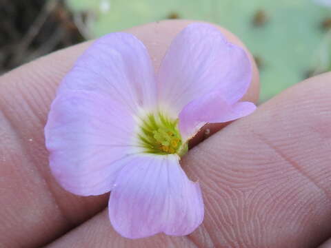 Imagem de Oxalis violacea L.