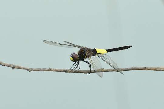 Pseudothemis zonata (Burmeister 1839) resmi